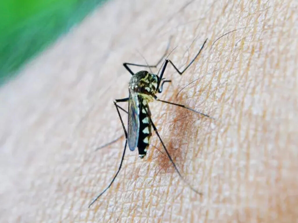 Imagen de archivo un mosquito con virus del Nilo. - JUNTA DE ANDALUCÍA